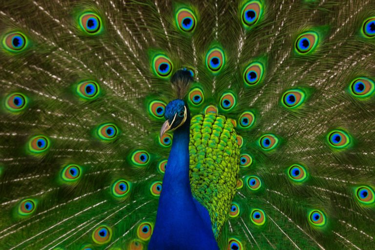 Pauw, symbool voor trots .Stop met je best doen,